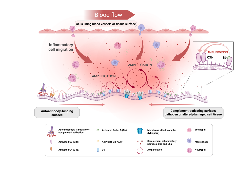 Complement activation 2